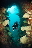  Diver and coral reef, Forgotten Islands, Indonesia 