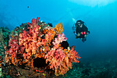  Diver and coral reef, Forgotten Islands, Indonesia 