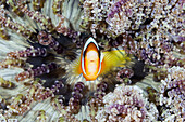  Clark&#39;s anemonefish, Amphiprion clarkii, Forgotten Islands, Indonesia 