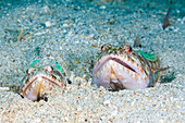  Reef lizardfish, Synodus variegatus, Forgotten Islands, Indonesia 