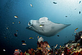  Reef manta, Manta alfredi, Raja Ampat, West Papua, Indonesia 