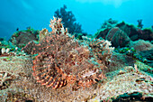  Bearded scorpionfish in the reef, Scorpaenopsis oxycephalus, Raja Ampat, West Papua, Indonesia 