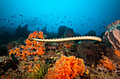  Flat-tailed sea snake, Laticauda semifasciata, Manuk Island, Banda Sea, Indonesia 