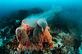  Sponge spawning, Raja Ampat, West Papua, Indonesia 