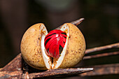  Nutmeg, Banda Neira, Banda Lake, Indonesia  