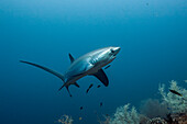  Pelagic thresher shark, Pacific thresher shark, Alopias pelagicus, Malalpascua Island, Cebu, Philippines 