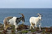 feral goats, Inishmore, the largest of the Aran Islands, Galway Bay, West Coast, Republic of Ireland, North-western Europe