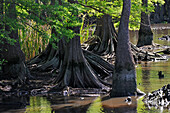 cypress-lined backwater channel of Neches River, Beaumont, Texas, United States of America, North America