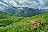  Blooming alpine roses with Knuttental in the background, Knuttental, Venediger Group, South Tyrol, Italy 