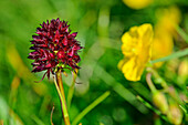  Dark red flowering marigold, Nigritella nigra, Lechtal Alps, Tyrol, Austria 