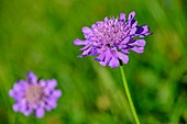  Purple flowering scabious, Scabiosa lucida, Lechtal Alps, Tyrol, Austria 