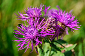  Purple flowering knapweed, Centaurea jacea, Zillertal Alps, Tyrol, Austria 