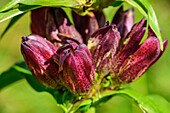  Dark red flowering purple gentian, Gentiana purpurea, Zillertal Alps, Tyrol, Austria 