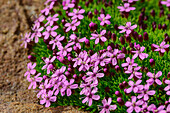  Pink-flowering Stemless Catchfly, Silene acaulis, Tour du Mont Blanc, Mont Blanc Group, Graian Alps, Haute-Savoie, Upper Savoy, France 