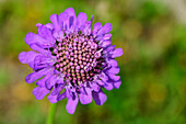  Purple flowering scabious, Scabiosa lucida, Tour du Mont Blanc, Mont Blanc Group, Graian Alps, Haute-Savoie, Upper Savoy, France 