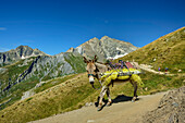  Donkey with luggage descending from Col de la Seigne, Val des Glaciers, Tour du Mont Blanc, Mont Blanc Group, Graian Alps, Haute-Savoie, Upper Savoy, France 