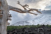  Deadwood tree lies on lava field of Mount Etna with view to snow covered summit, UNESCO World Heritage Volcano, Stratocaster, Etna, Italy, Sicily,\n 