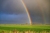 A vibrant rainbow arches over a lush green field under a cloudy sky.