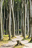  Ghost Forest Nienhagen, Mecklenburg-Vorpommern, Germany 