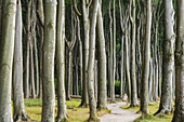  Ghost Forest Nienhagen, Mecklenburg-Vorpommern, Germany 