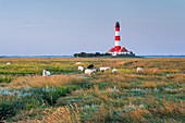  Westerhever lighthouse, sheep, Schleswig-Holstein, Germany 