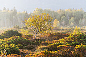  Birch trees in the Kendlmühlfilzen Moor, Grassau, Allgäu, Bavaria, Germany 