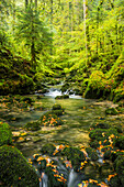  Bach in the Cirque de Consolation, Consolation-Maisonnettes, Doubs, France 