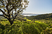  Tree, view over the bay of Portoferraio, Elba Island, Tuscany, Italy 