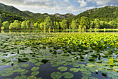  Floodplain on the Rijeka Crnojevića River, Skadar Lake, Montenegro 