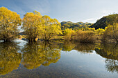  Willows in a pond near Nikšić, Montenegro 