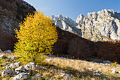  autumnal beech, Prokletije mountains, Gusinje, Montenegro 