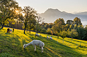  View from Gmundnerberg to Traunsee, alpacas, Traunstein, Upper Austria, Austria 