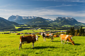  Cows on a pasture, Wilder and Zahmer Kaiser from Moserberg, Kössen, Kaiserwinkl, Tyrol, Austria 