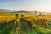  Vineyards near Gumpoldskirchen, Vienna Basin, Lower Austria, Austria 