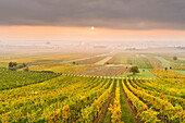  Vineyards near Gumpoldskirchen, Vienna Basin, Lower Austria, Austria 