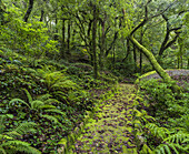  Path in Parque da Pena, Sintra-Cascais Natural Park, Lisbon, Portugal 