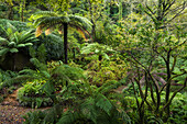  Path in Parque da Pena, Sintra-Cascais Natural Park, Lisbon, Portugal 