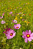  flowering summer meadow in southern Sweden 