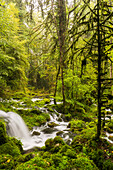  tributary of the Orbe, Vallorbe, Vaud, Switzerland 