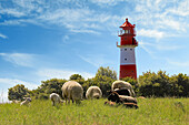 Leuchtturm und Schafe, Falshöft, Ostsee