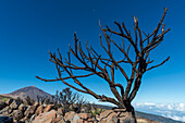  Panorama from the east over the Teide National Park with Canary Island pines charred by arson, Parque Nacional del Teide, with Pico del Teide, 3715m, Tenerife, Canary Islands, Spain, Europe 