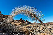  Withered Wildpret&#39;s Bugloss (Echium wildpretii), Caldera de las Cañadas, a huge volcanic crater, Teide National Park, Parque Nacional del Teide, Tenerife, Canary Islands, Spain, Europe 