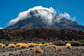  Withered Teide broom and the summit of Montaña Guajara, also: Alto de Guajara, 2715m, shrouded in trade wind clouds, crater walls, Caldera de las Cañadas, a huge volcanic crater, Teide National Park, Parque Nacional del Teide, Tenerife, Canary Islands, Spain, Europe 