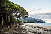  Lonely sandy beach and pine forest, Spiaggia di Isula Manna, Maria Navarrese, Gulf of Orosei National Park, Baunei, Nuoro, Sardinia, Italy 