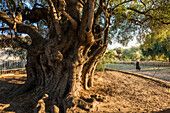  Ancient olive tree, Santa Maria Navarrese, Gulf of Orosei National Park, Baunei, Nuoro, Sardinia, Italy 