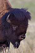  Bison, Bison bison, portrait of a bull, Waterton Lakes National Park, Alberta, Canada 