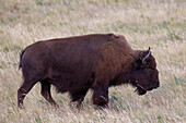  Bison, Bison bison, cow, Waterton Lakes National Park, Alberta, Canada 