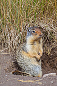 Columbia-Ziesel (Urocitellus columbianus, Spermophilus columbianus), adultes Tier, Jasper Nationalpark, Alberta, Kanada