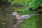  European otter, Lutra lutra, adult otter in the water, Mecklenburg-Western Pomerania, Germany 