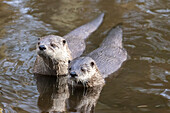  European otter, Lutra lutra, two otters in the water, Mecklenburg-Western Pomerania, Germany 